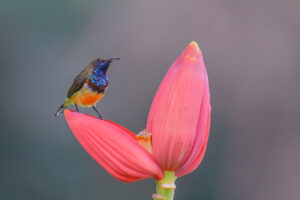 Olive-backed Sunbird
