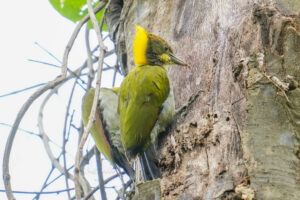 นกหัวขวานใหญ่หงอนเหลือง Greater Yellownap