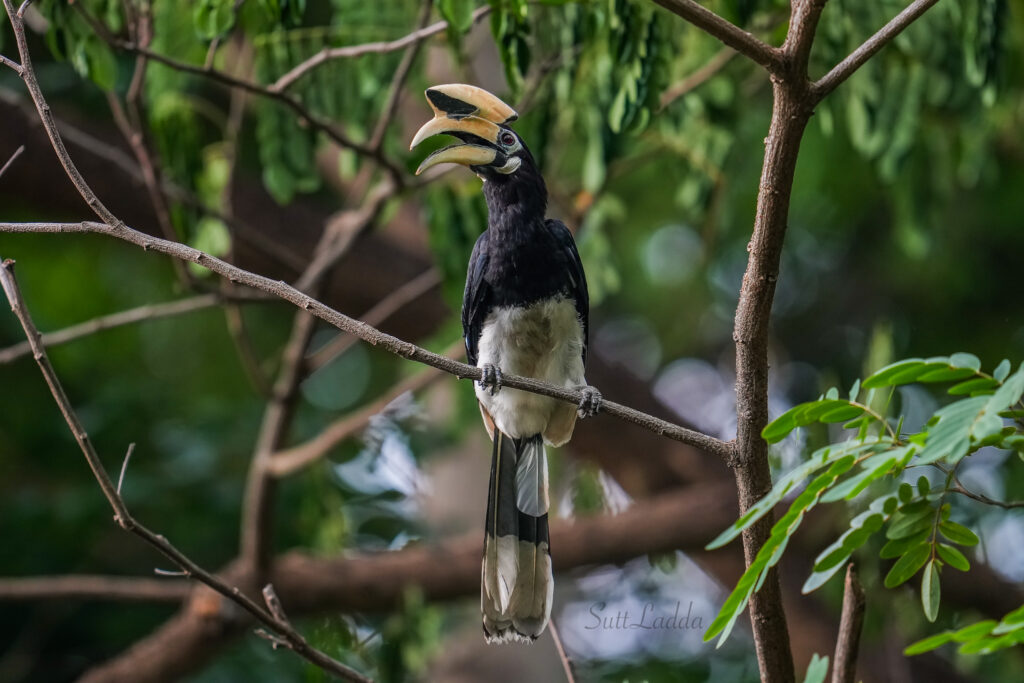 นกแก๊ก Oriental Pied Hornbill