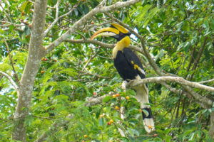 นกกก Great Hornbill