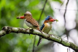 นกกระเต็นลาย Banded Kingfisher