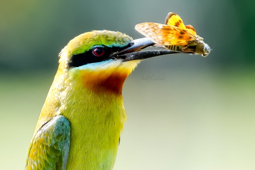 นกจาบคาหัวเขียว Blue-tailed Bee-eater