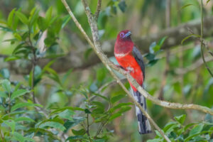 นกขุนแผนหัวแดง Red-headed Trogon